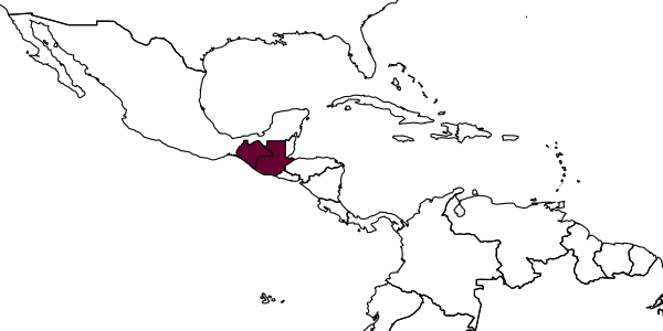 map of Rasopone guatemalensis     Schmidt & Branstetter, 2020